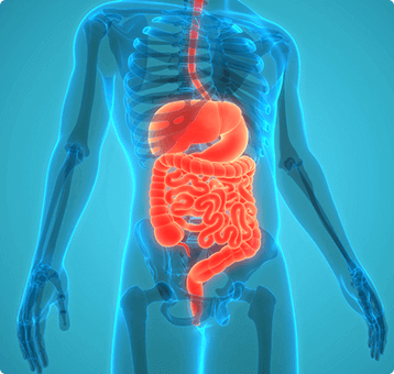 A image Showing Man Digestive Sytems
